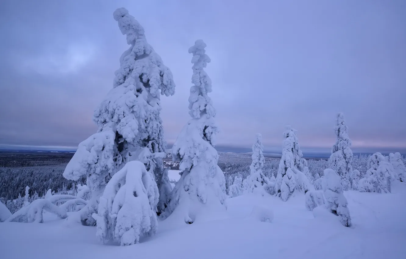 Photo wallpaper winter, snow, trees, the snow, Finland, Lapland