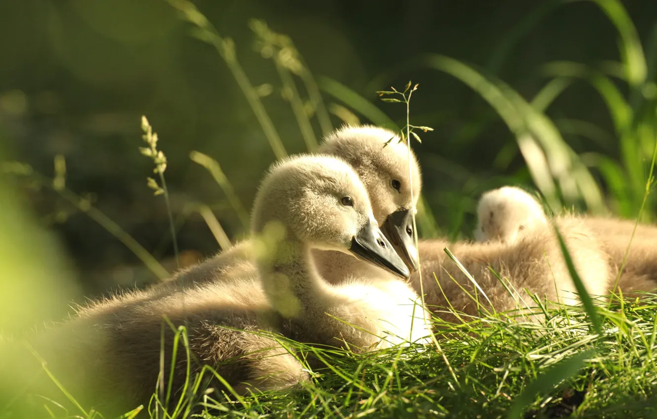 Photo wallpaper greens, grass, light, bird, spring, swans, Chicks, bokeh