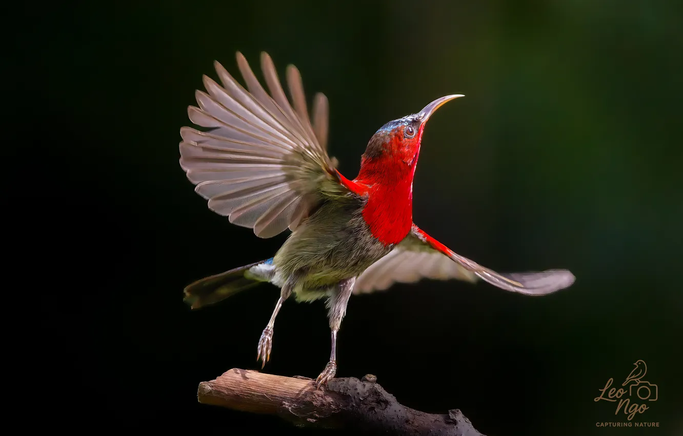 Photo wallpaper branches, bird, bokeh, Leo Ngo, The Crimson Sunbird, Aethopyga siparaja