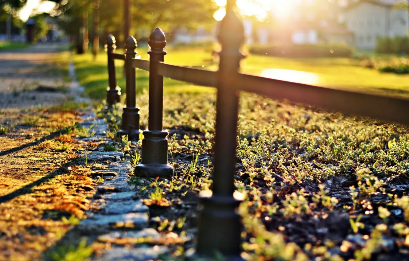 Photo wallpaper greens, grass, the sun, macro, trees, nature, background, widescreen