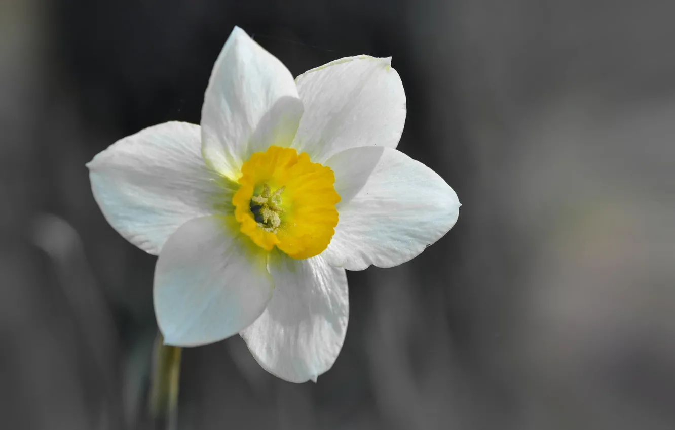 Photo wallpaper macro, spring, petals, daffodils