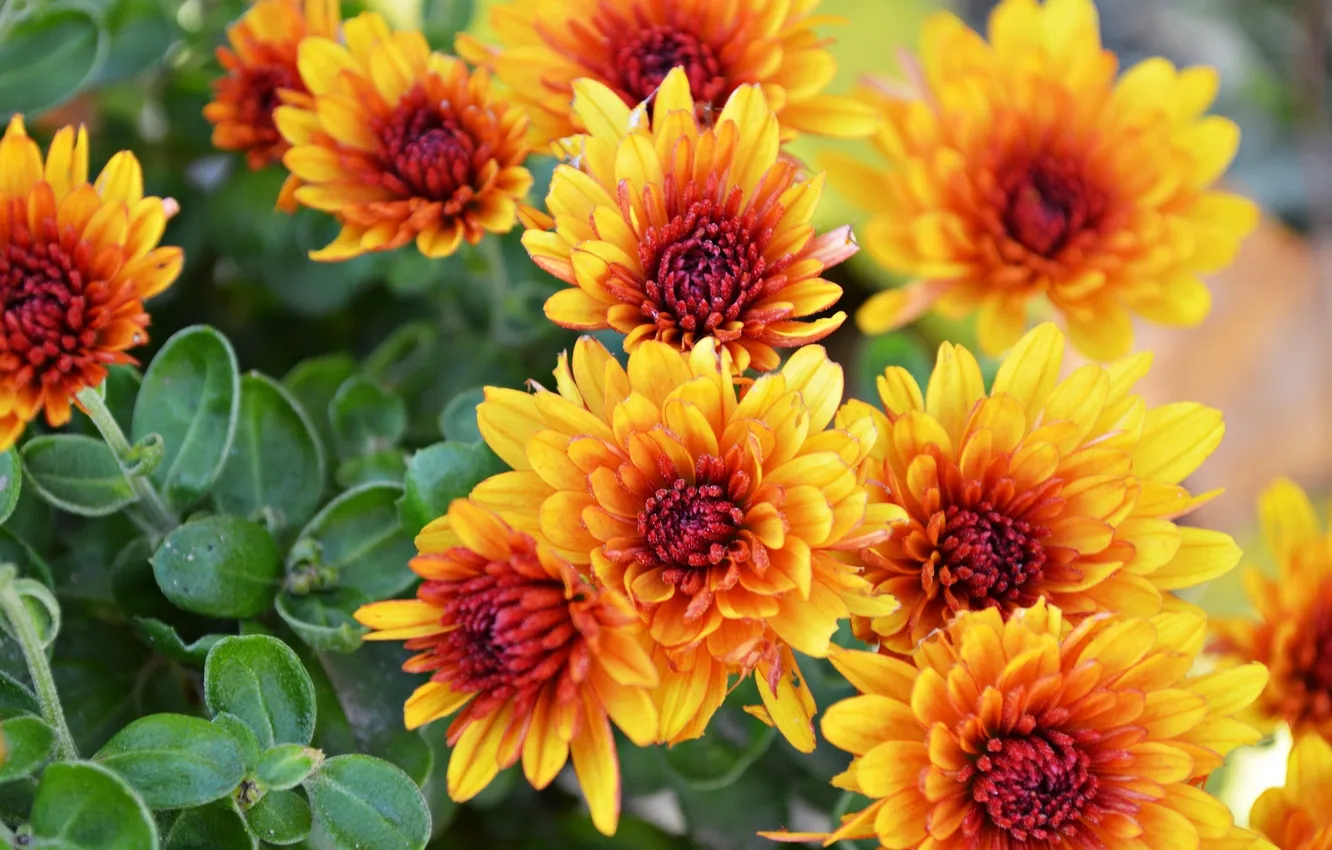 Photo wallpaper autumn, flowers, chrysanthemum