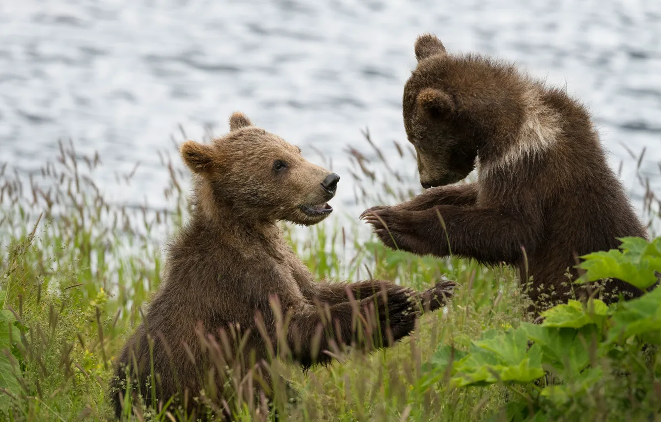 Photo wallpaper summer, grass, look, face, leaves, water, pose, river