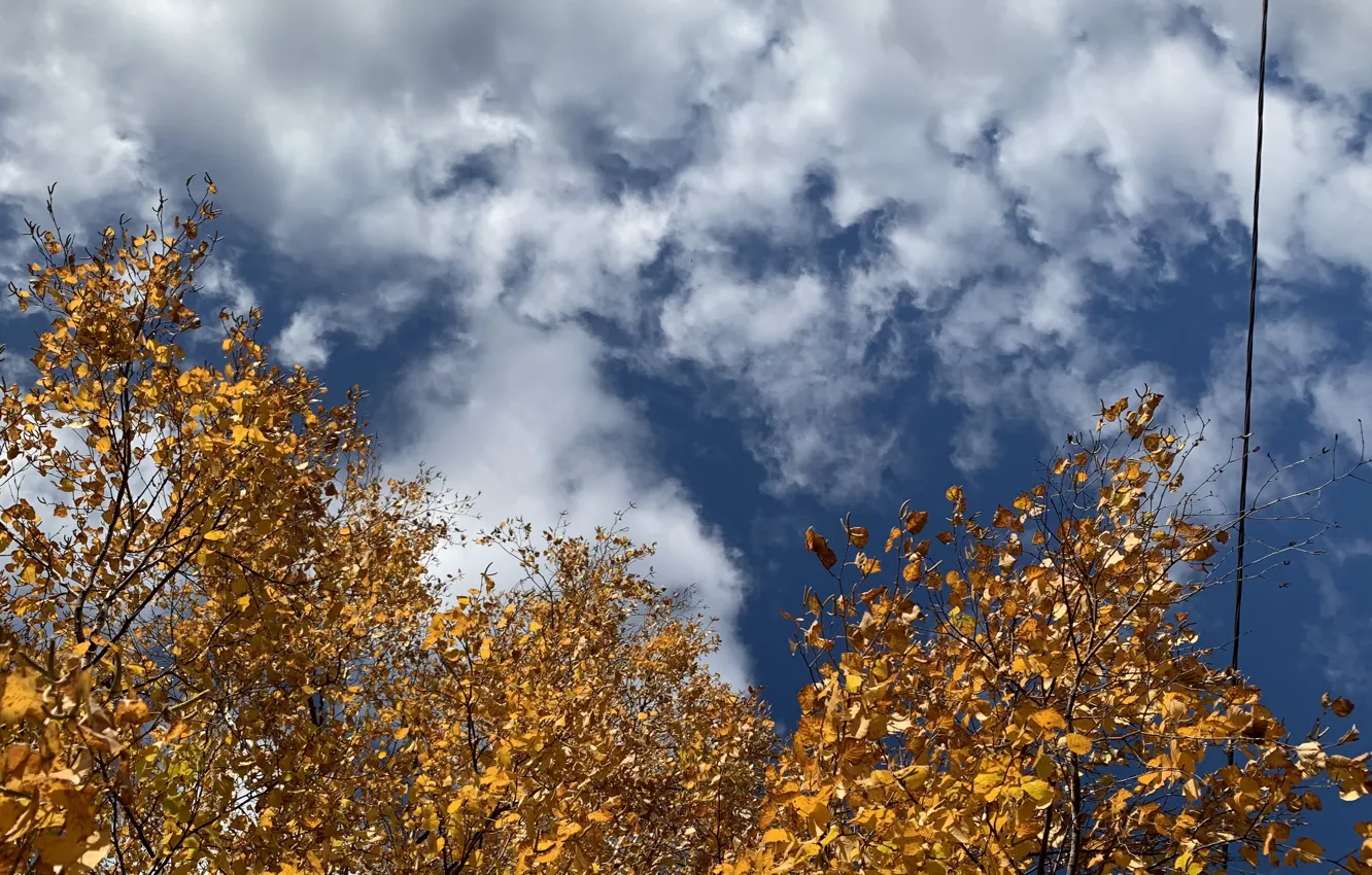 Photo wallpaper the sky, birch, autumn in the forest