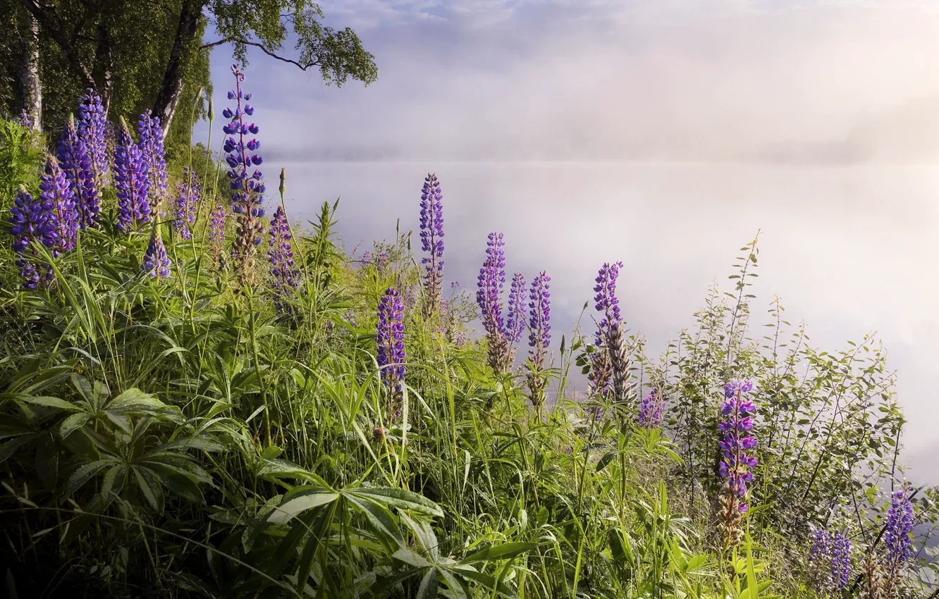 Photo wallpaper landscape, flowers, nature, fog, lake