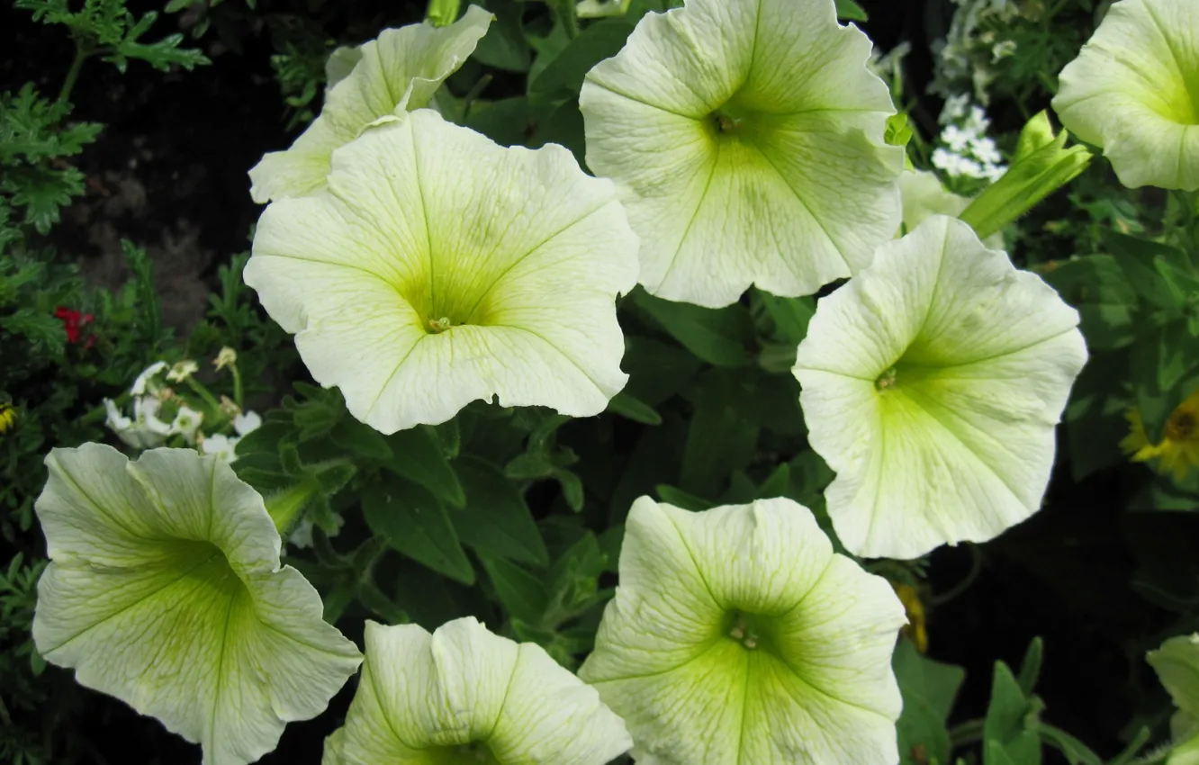 Photo wallpaper Petunia, yellow flowers, Petunia