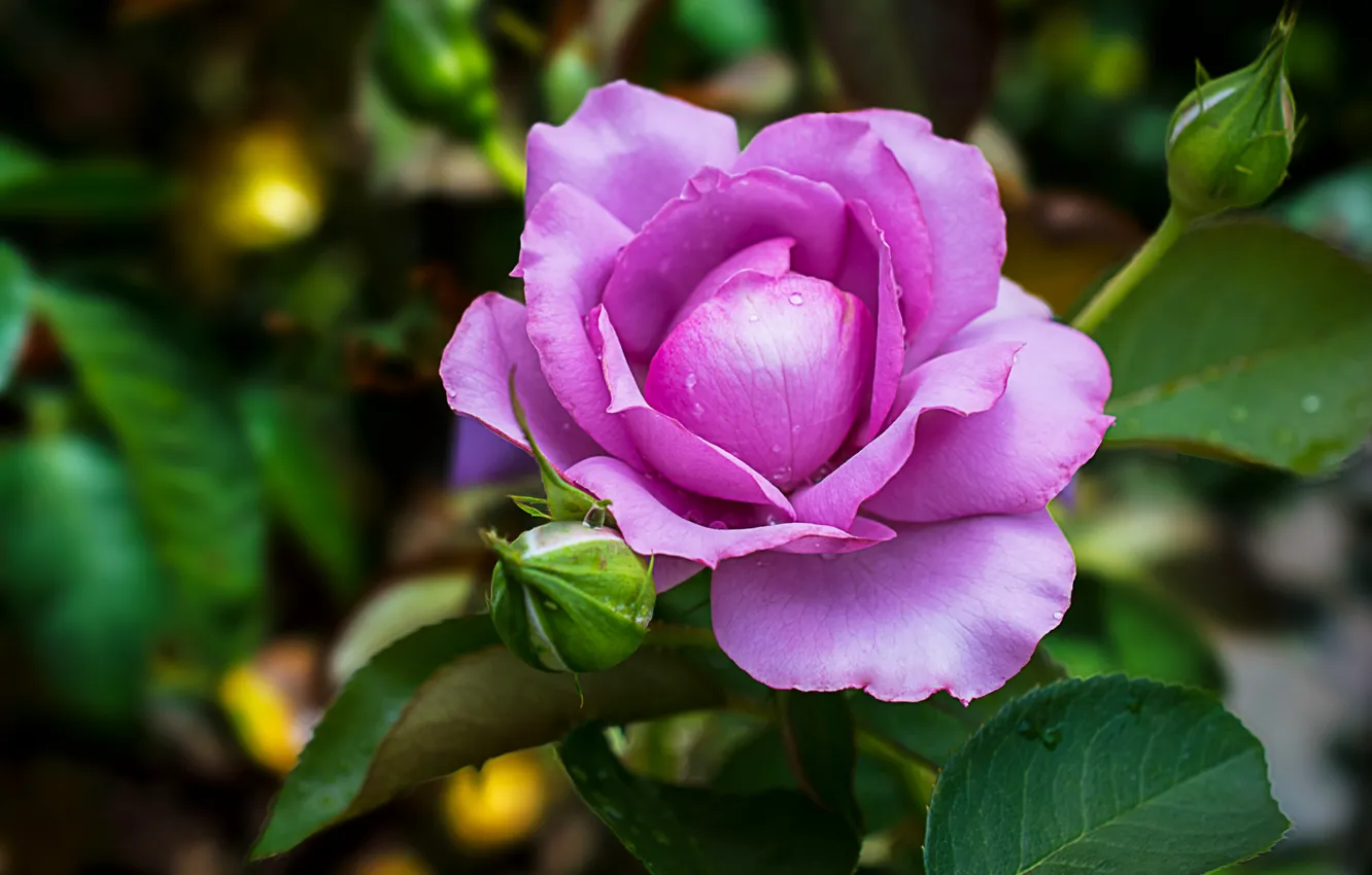 Photo wallpaper roses, flowering, flower, roses, violet