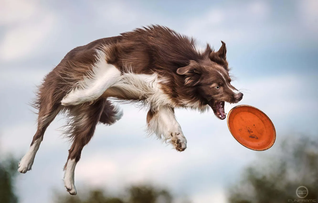 Photo wallpaper jump, the game, dog, plate, border collie