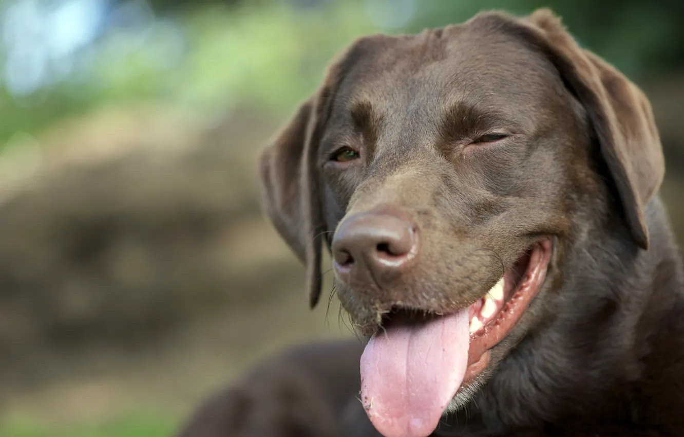 Photo wallpaper look, background, dog