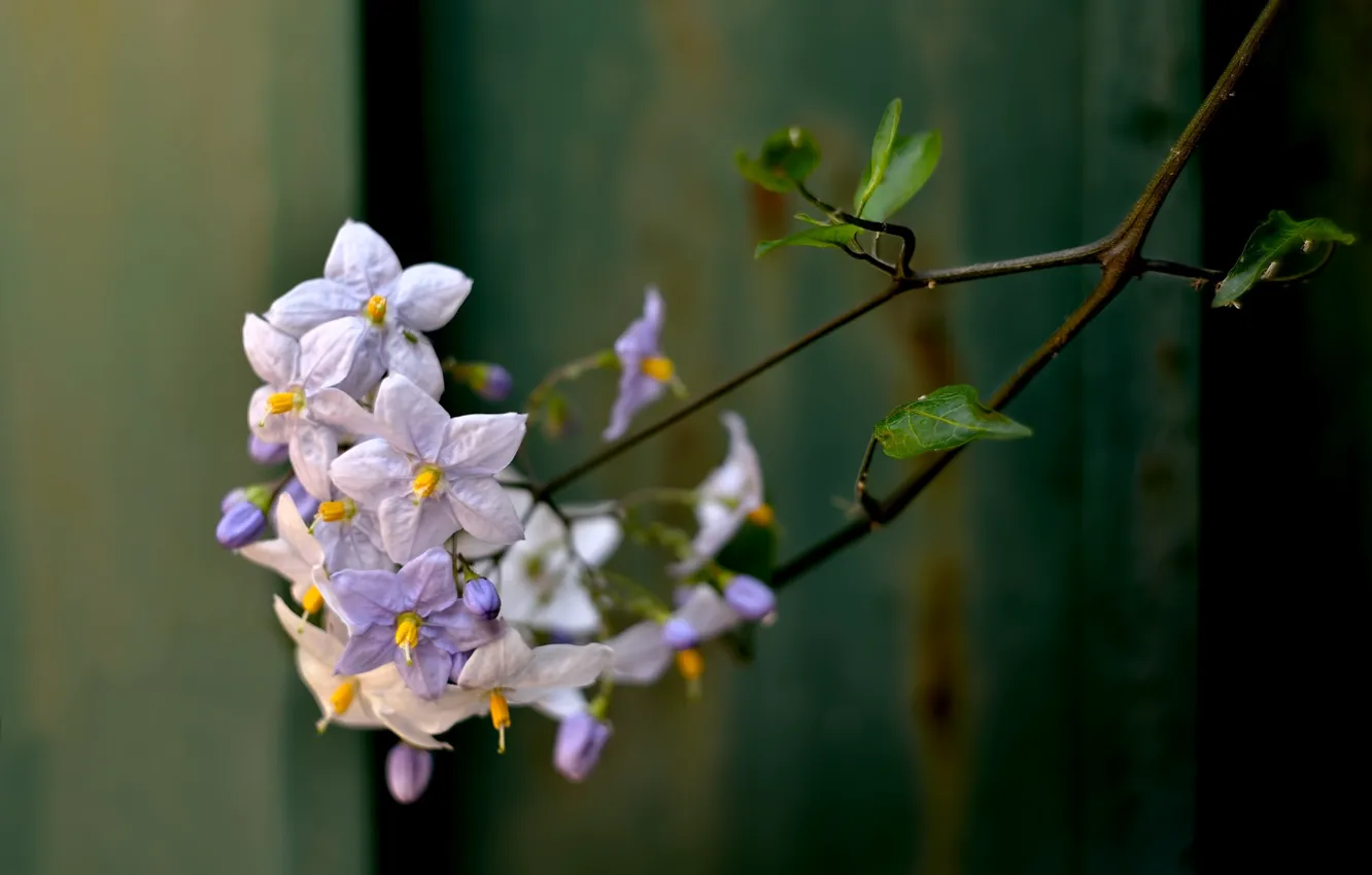 Photo wallpaper flowering branch, potato tree, nightshade