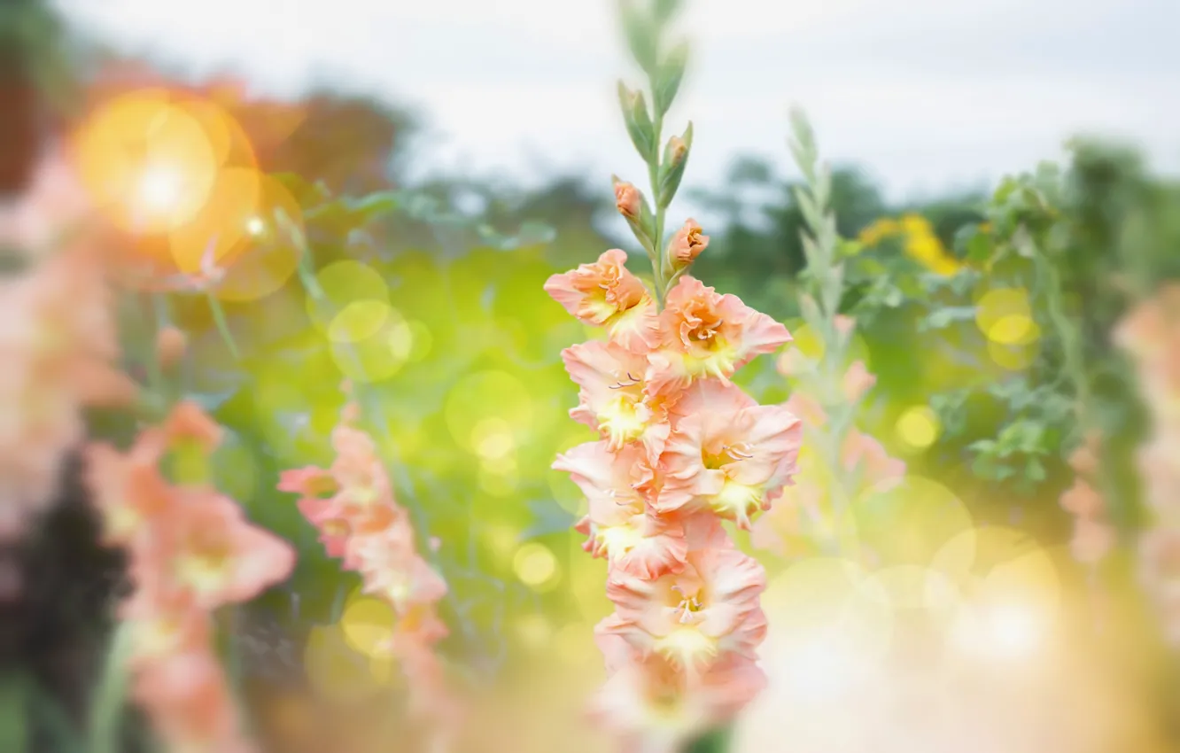 Photo wallpaper flowers, gladiolus, bokeh, salmon