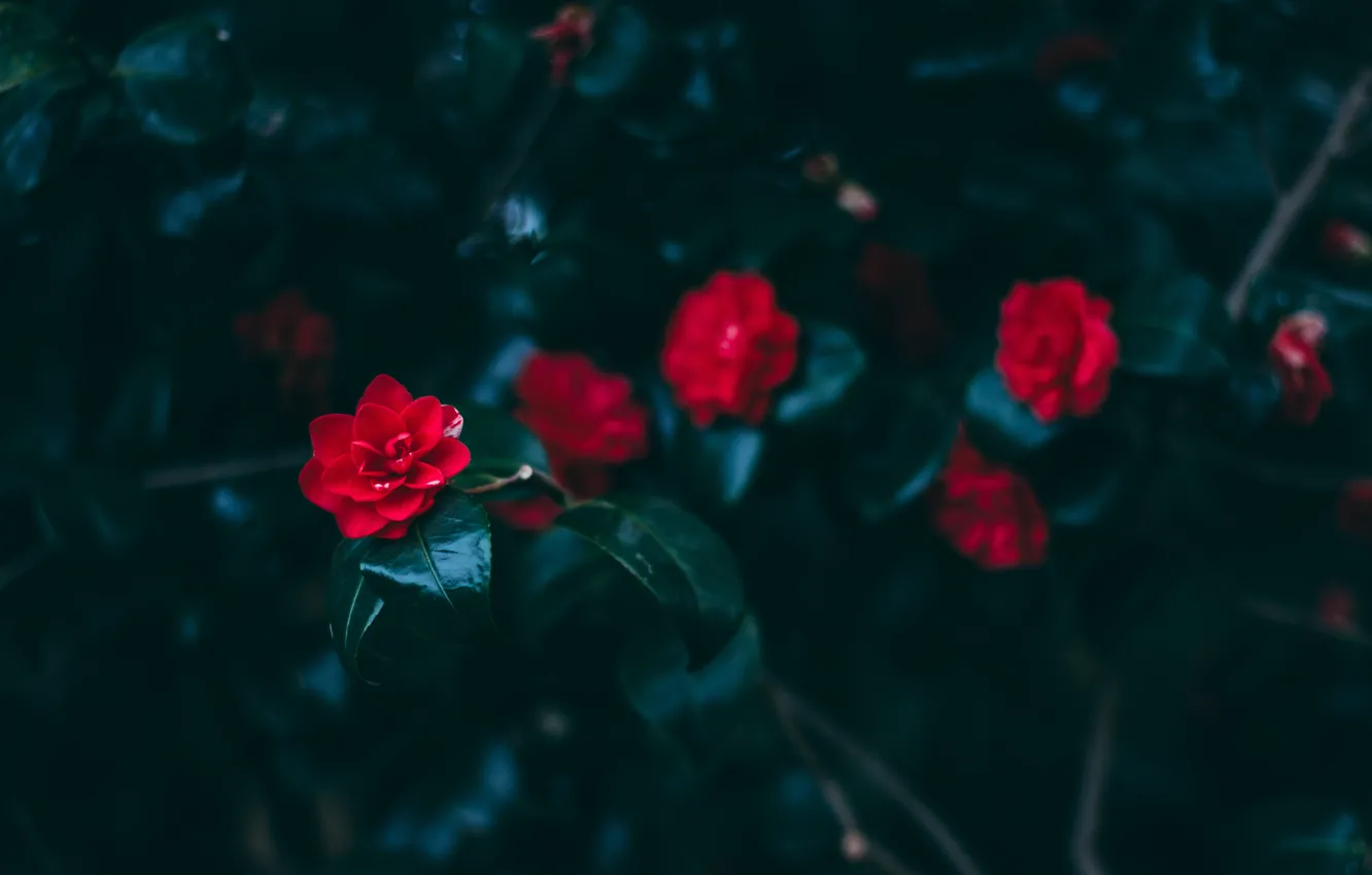 Photo wallpaper leaves, flowers, red, petals