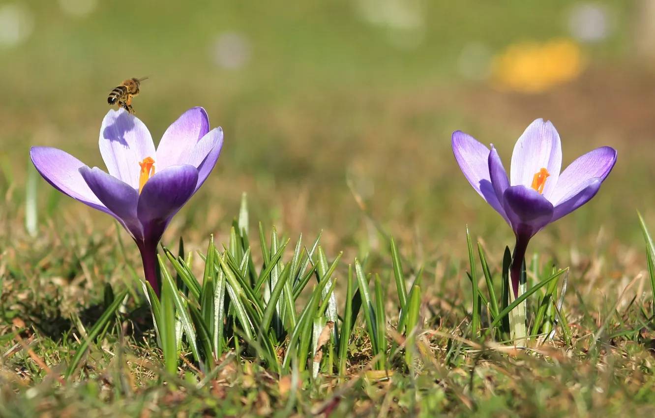 Photo wallpaper bee, spring, crocuses