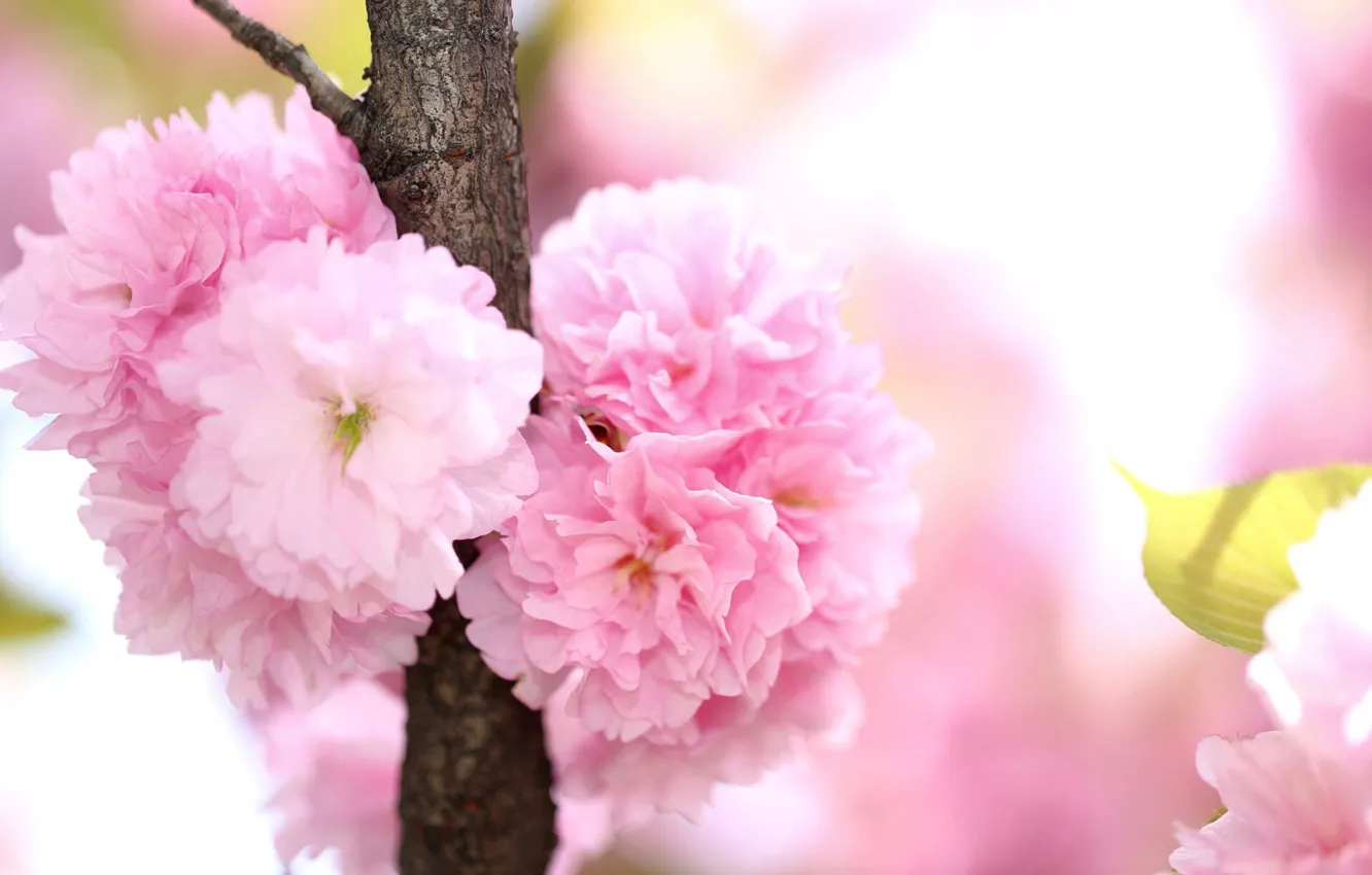 Photo wallpaper branches, spring, petals, flowering, savd