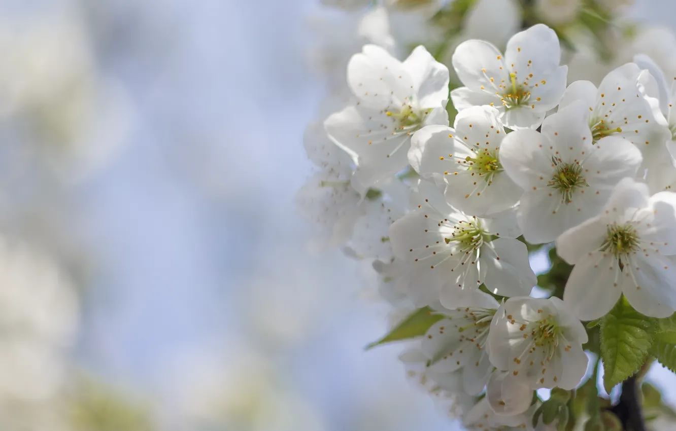 Photo wallpaper flowers, cherry, flowering, bokeh