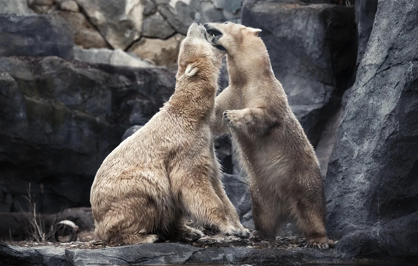 Photo wallpaper water, stones, animal, predator, pair, polar bears, Walter Hirzinger