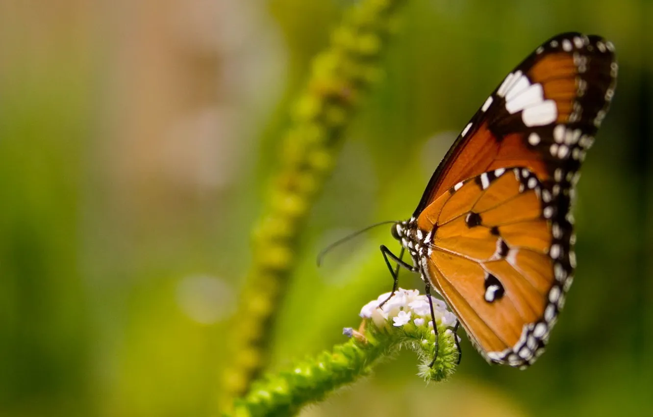 Photo wallpaper green, plant, Butterfly