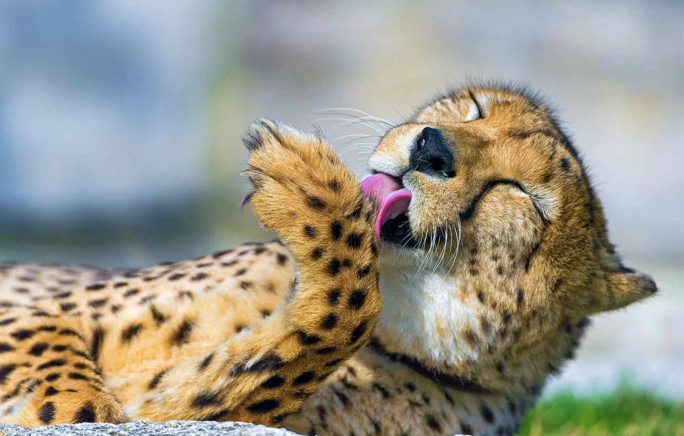 Photo wallpaper face, predator, Cheetah, washes
