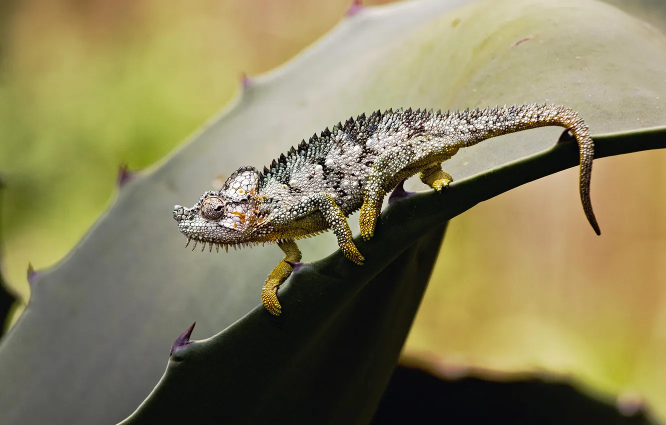 Photo wallpaper leaves, chameleon, barb