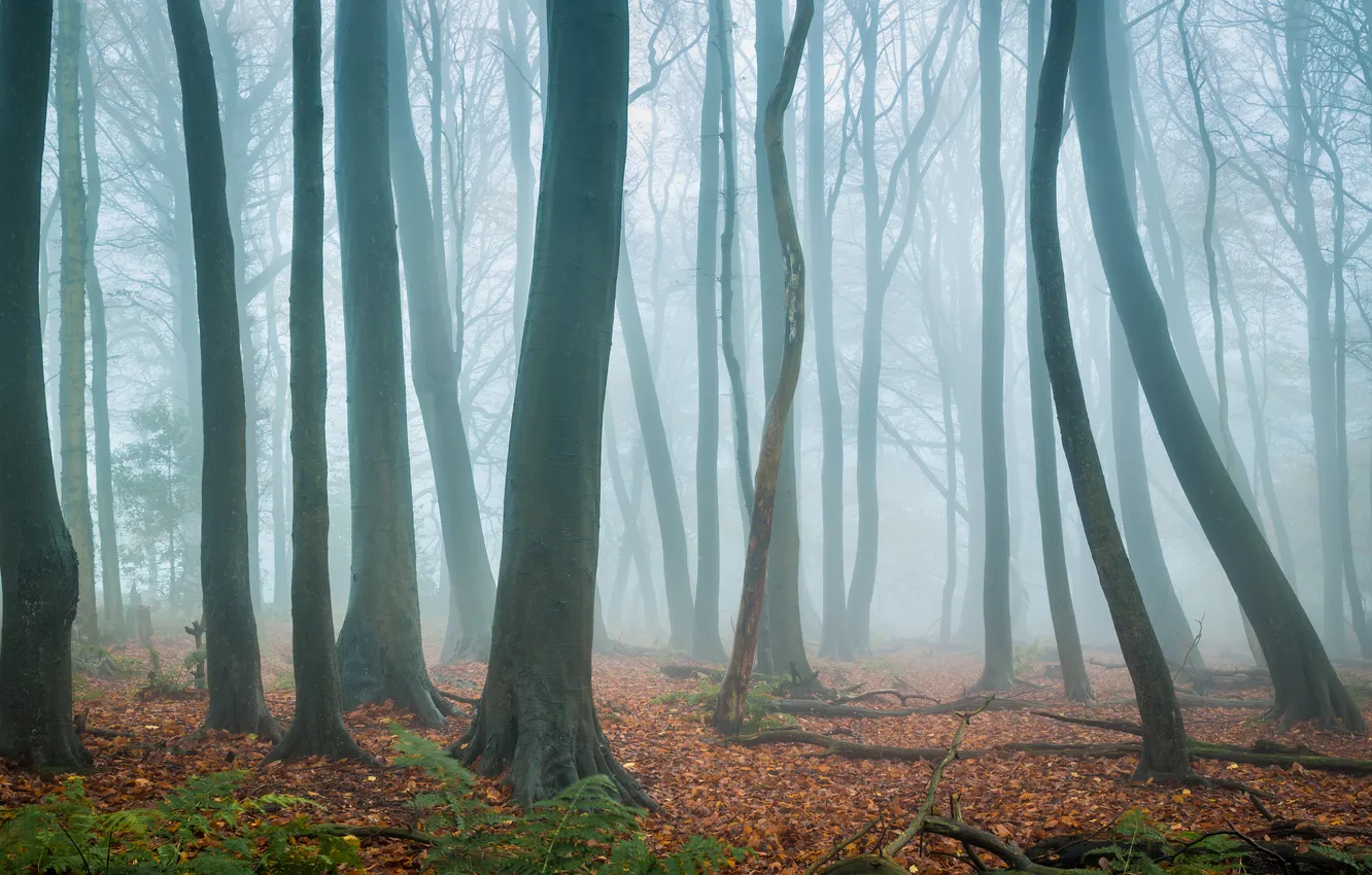 Photo wallpaper forest, landscape, nature, fog