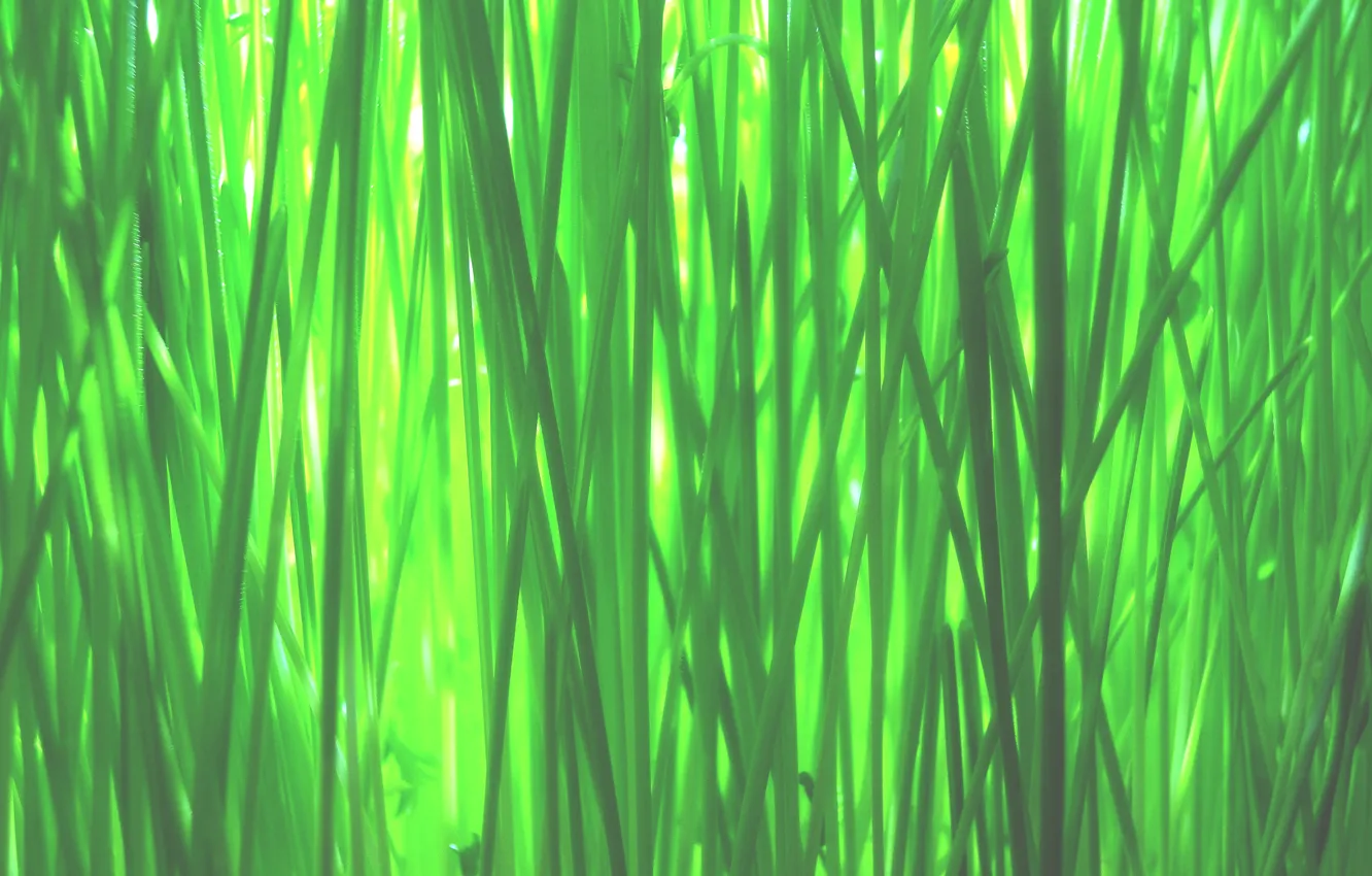 Photo wallpaper green, grass, macro