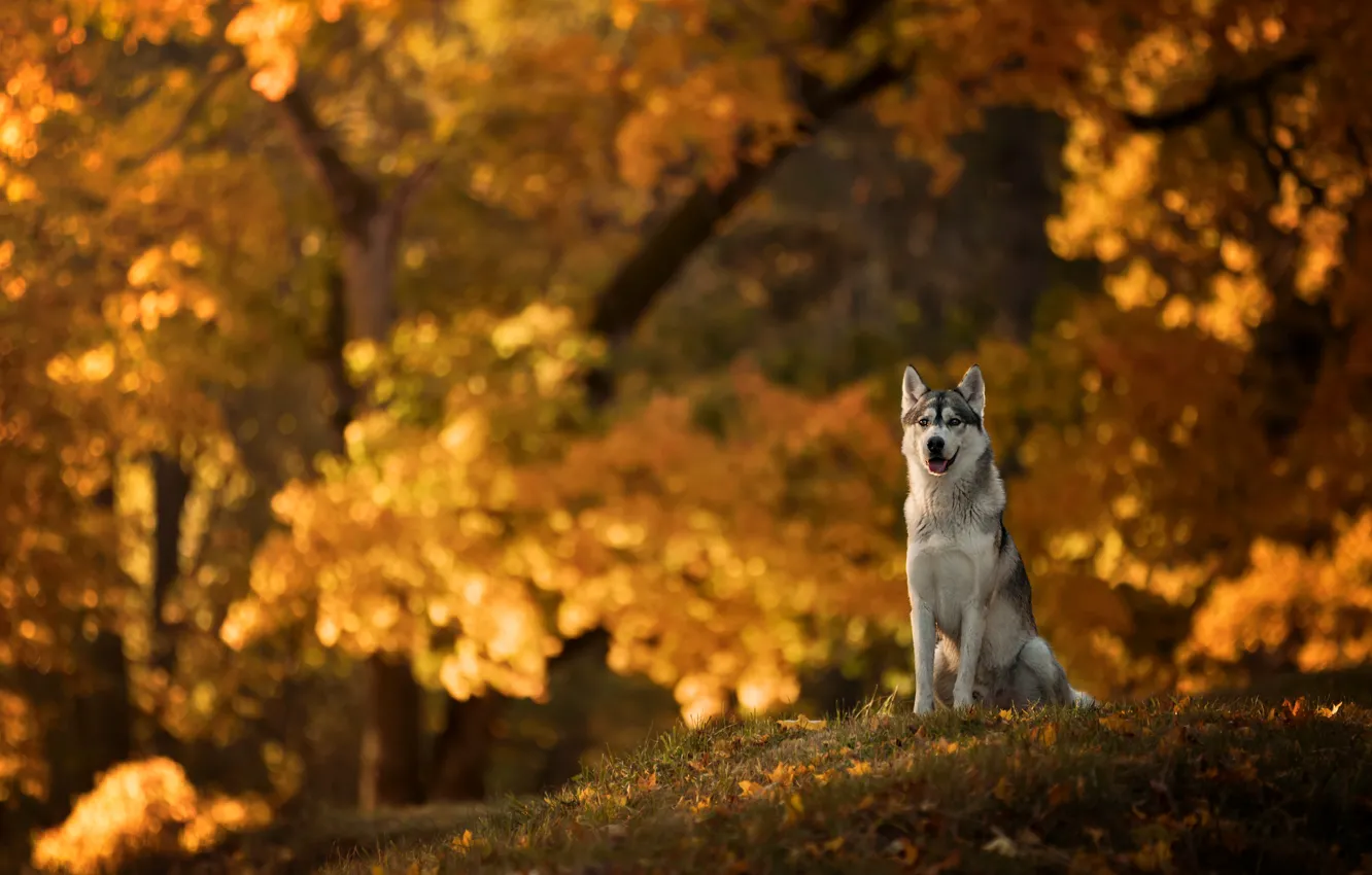 Photo wallpaper autumn, dog, husky, bokeh