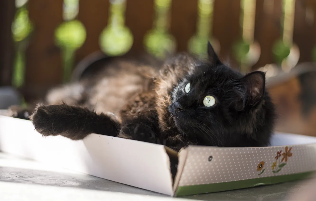 Photo wallpaper cat, eyes, box, wool
