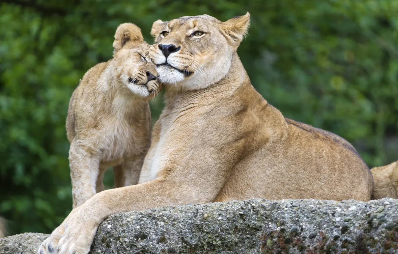 Photo wallpaper cat, stones, Leo, family, cub, lioness, lion, ©Tambako The Jaguar