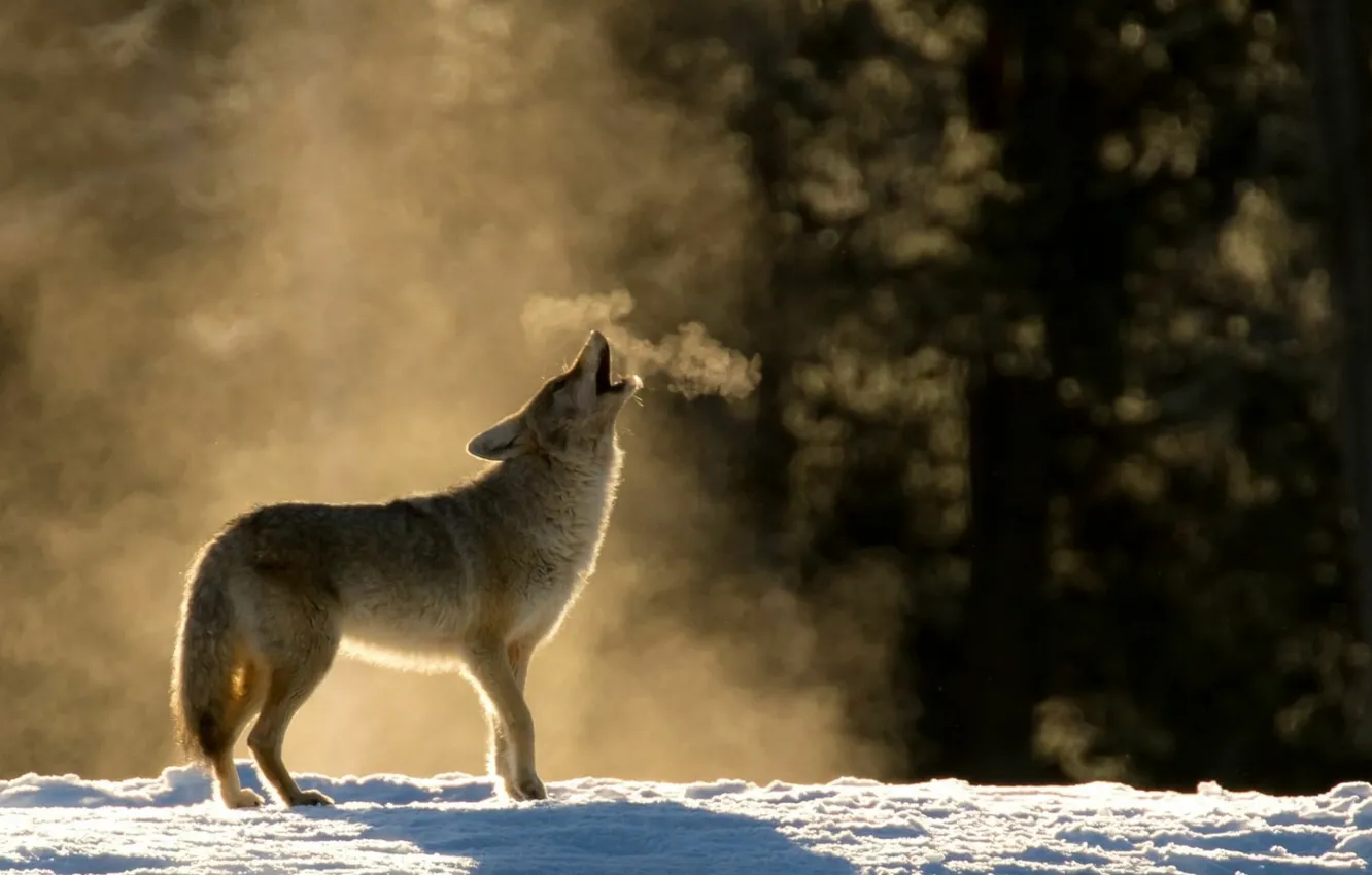Photo wallpaper Predator, nature, animal, wolf, wildlife, portrait, portrait., Canis lupus. face