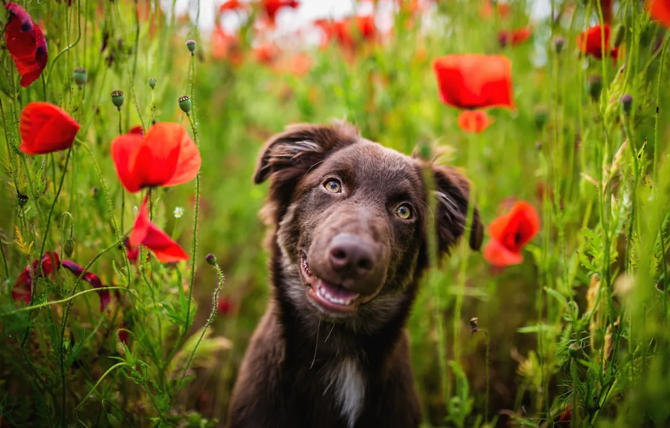 Photo wallpaper field, language, summer, look, face, flowers, red, nature