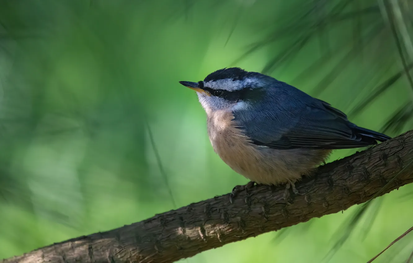Photo wallpaper leaves, branches, bird, green background, bokeh, nuthatch