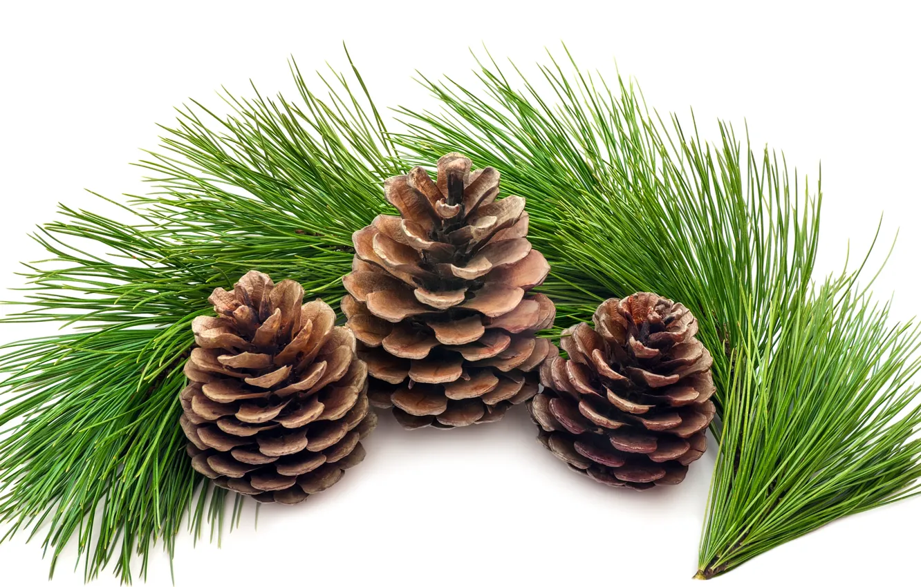 Photo wallpaper greens, branches, tree, spruce, white background, needles, bumps