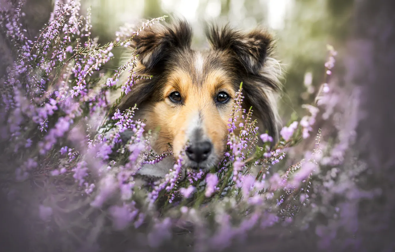 Photo wallpaper look, face, flowers, portrait, dog, Sheltie, Heather