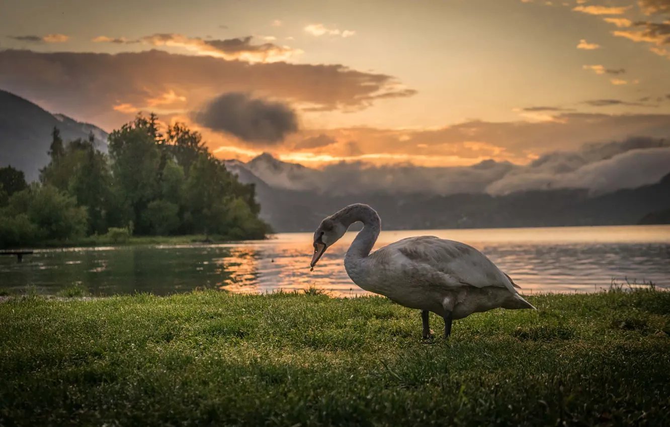 Photo wallpaper grass, swan, twilight, sunset, mountains, clouds, lake, dusk
