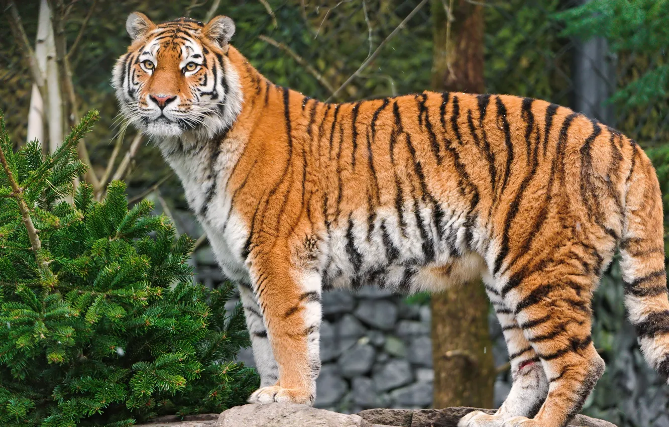 Photo wallpaper tiger, predator, Amur