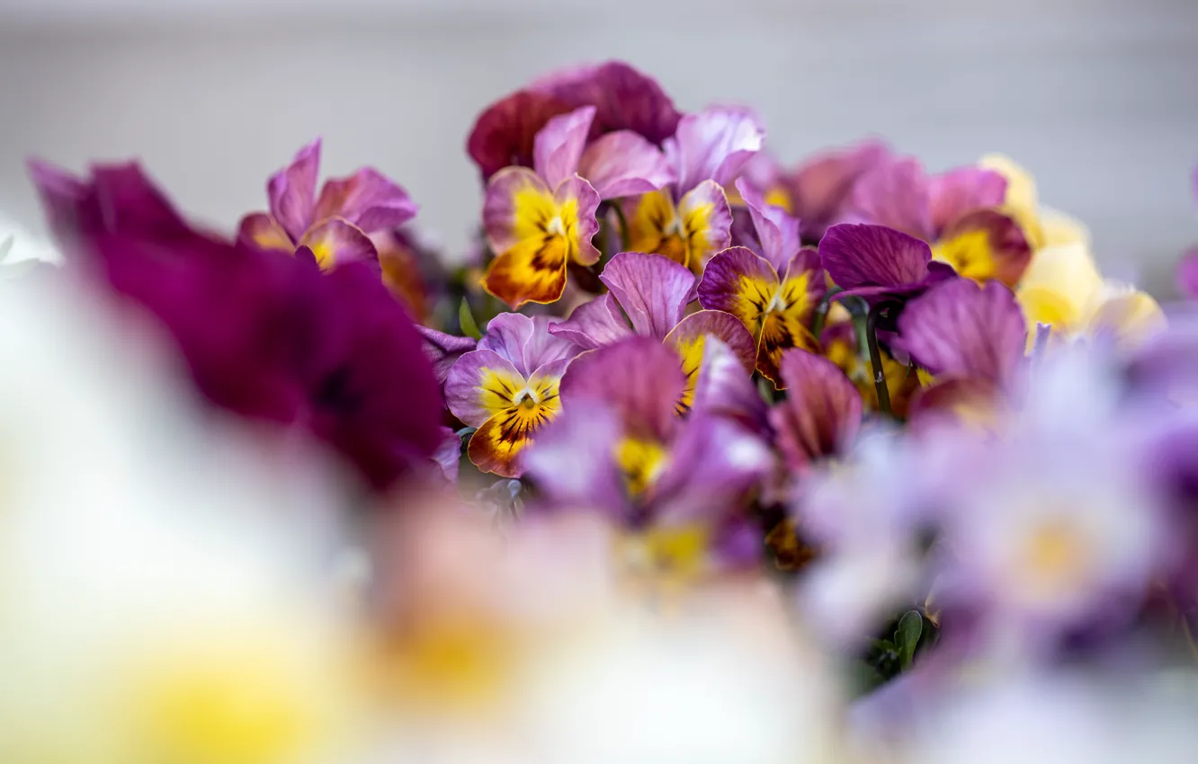 Photo wallpaper macro, flowers, blur, Pansy, bokeh