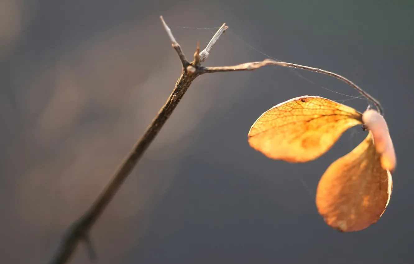Photo wallpaper autumn, branches, web