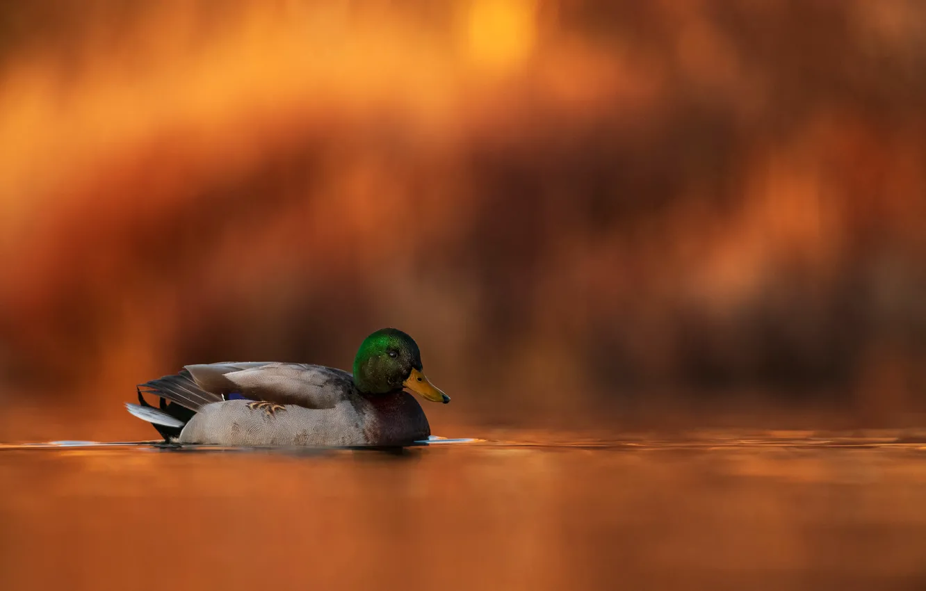 Photo wallpaper water, nature, background, bird, duck, floats, bokeh