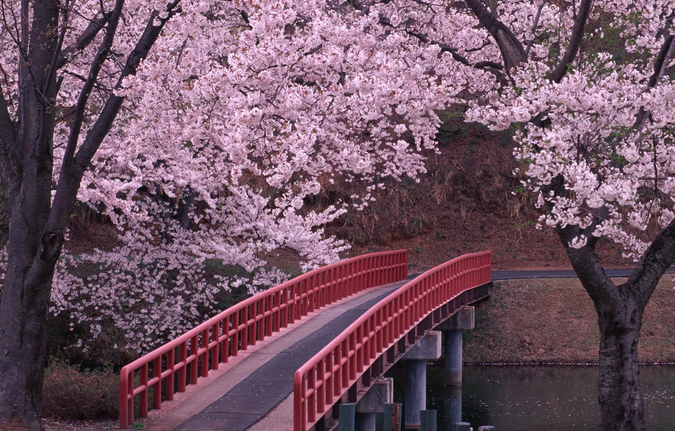 Photo wallpaper Bridge, Sakura, Japan