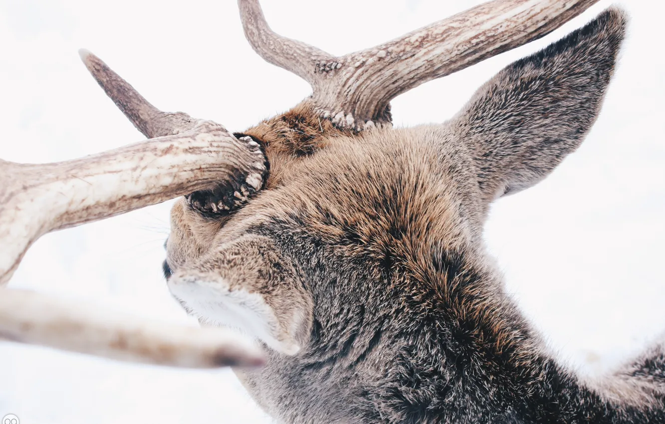 Photo wallpaper winter, forest, animals, snow, deer, horns, winter, snow