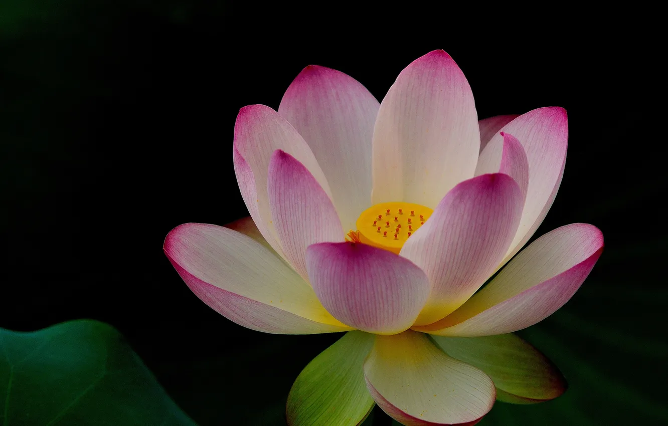 Photo wallpaper flowers, nature, Lotus, pink