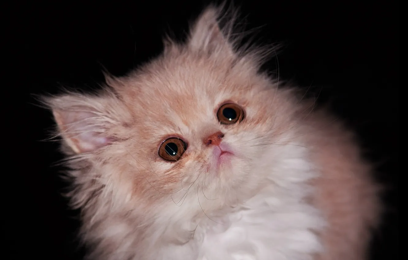 Photo wallpaper cat, kitty, fluffy