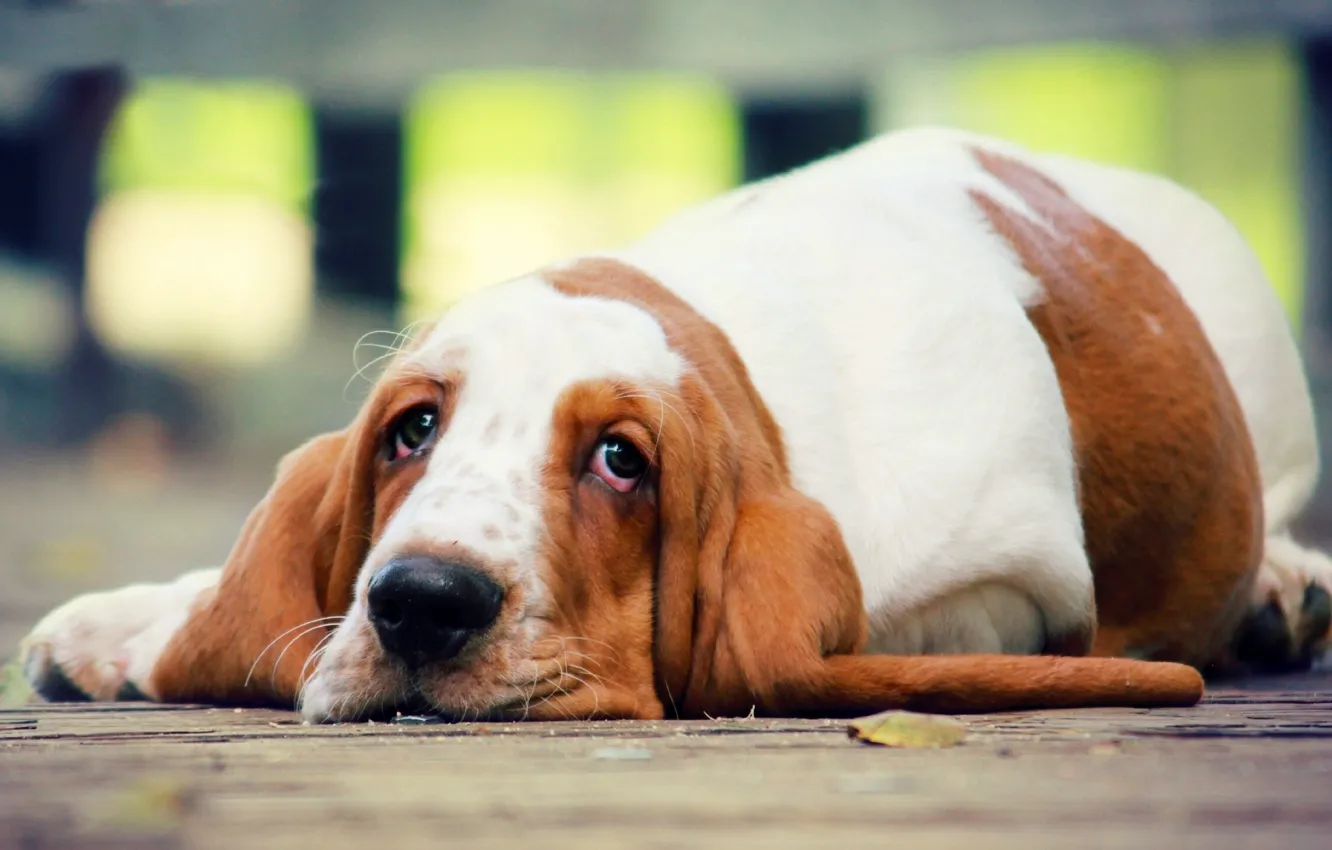 Photo wallpaper look, dog, dog, The Basset hound