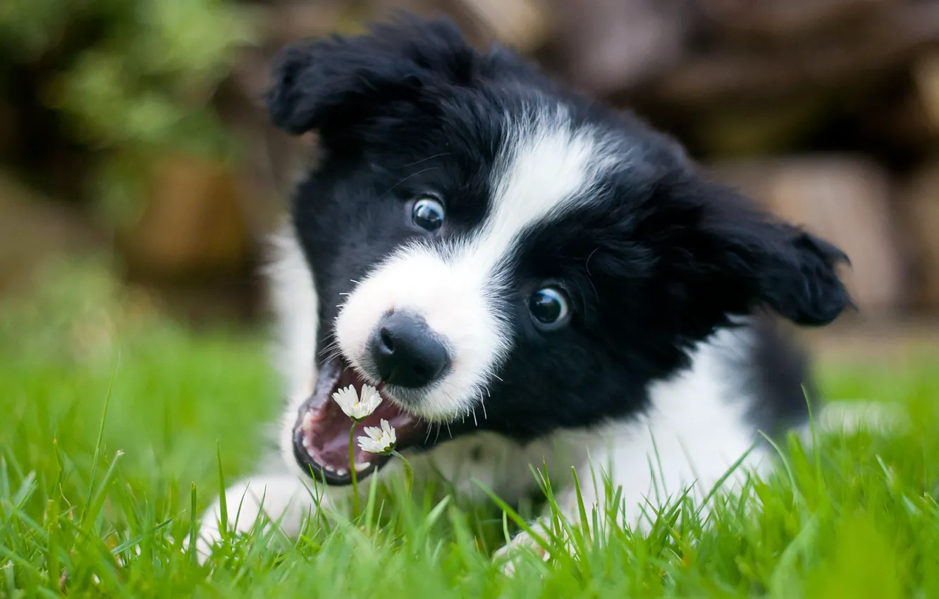 Photo wallpaper wallpaper, puppy, flowers, Border Collie, playful