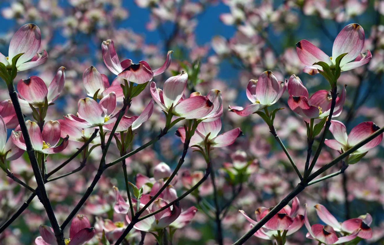 Photo wallpaper nature, spring, cherry blossom