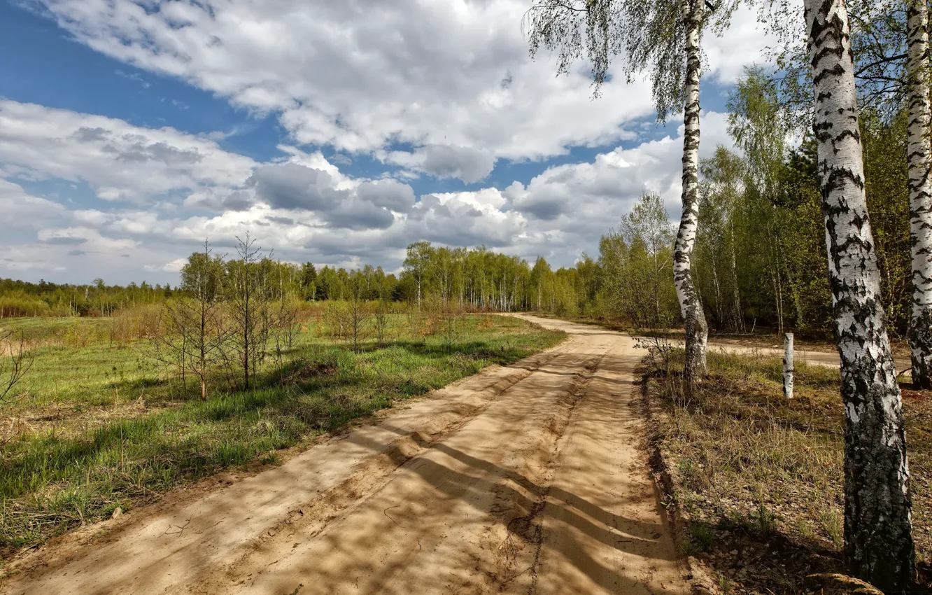 Photo wallpaper road, nature, birch