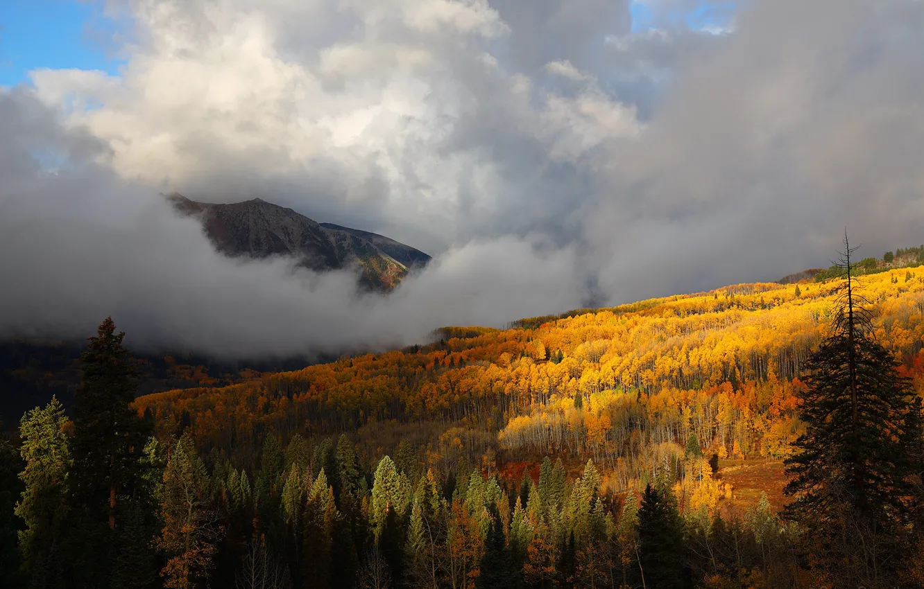 Photo wallpaper autumn, forest, trees, mountains, fog, yellow