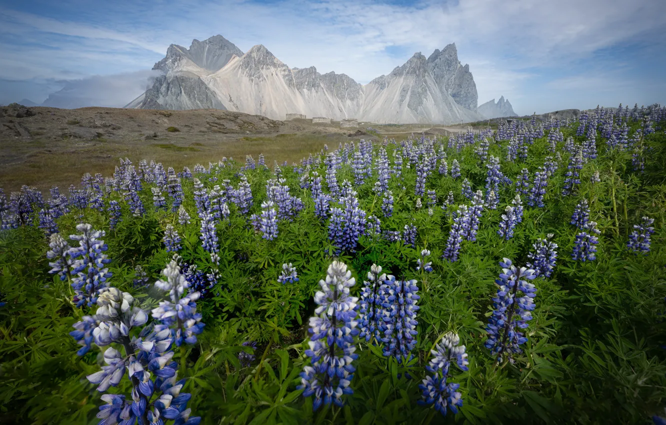 Photo wallpaper field, flowers, mountains, lilac, lupins