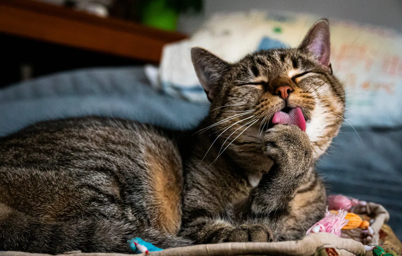 Photo wallpaper language, cat, cat, pose, legs, lies, face, licking