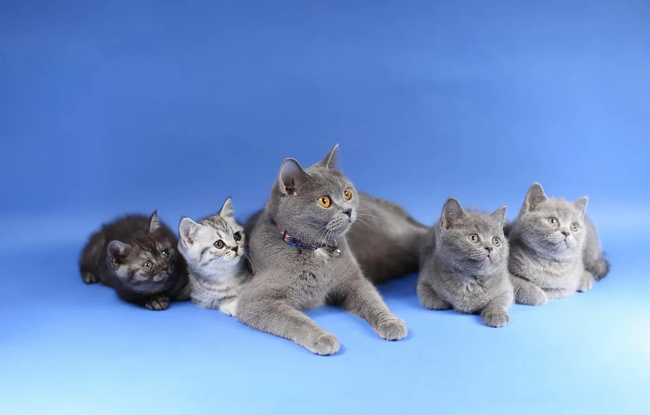 Photo wallpaper cat, baby, cub, kitty, mom, British, family